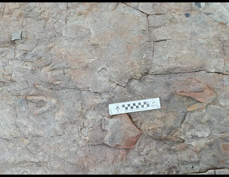 The lost world of northern dinosaurs | Geophysical Institute